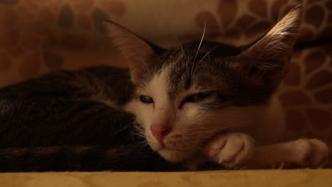 Close-up-of-a-cute-kitten-waking-up-from-an-afternoon-nap-during-home-quarantine-due-to-covid-19-pandemic