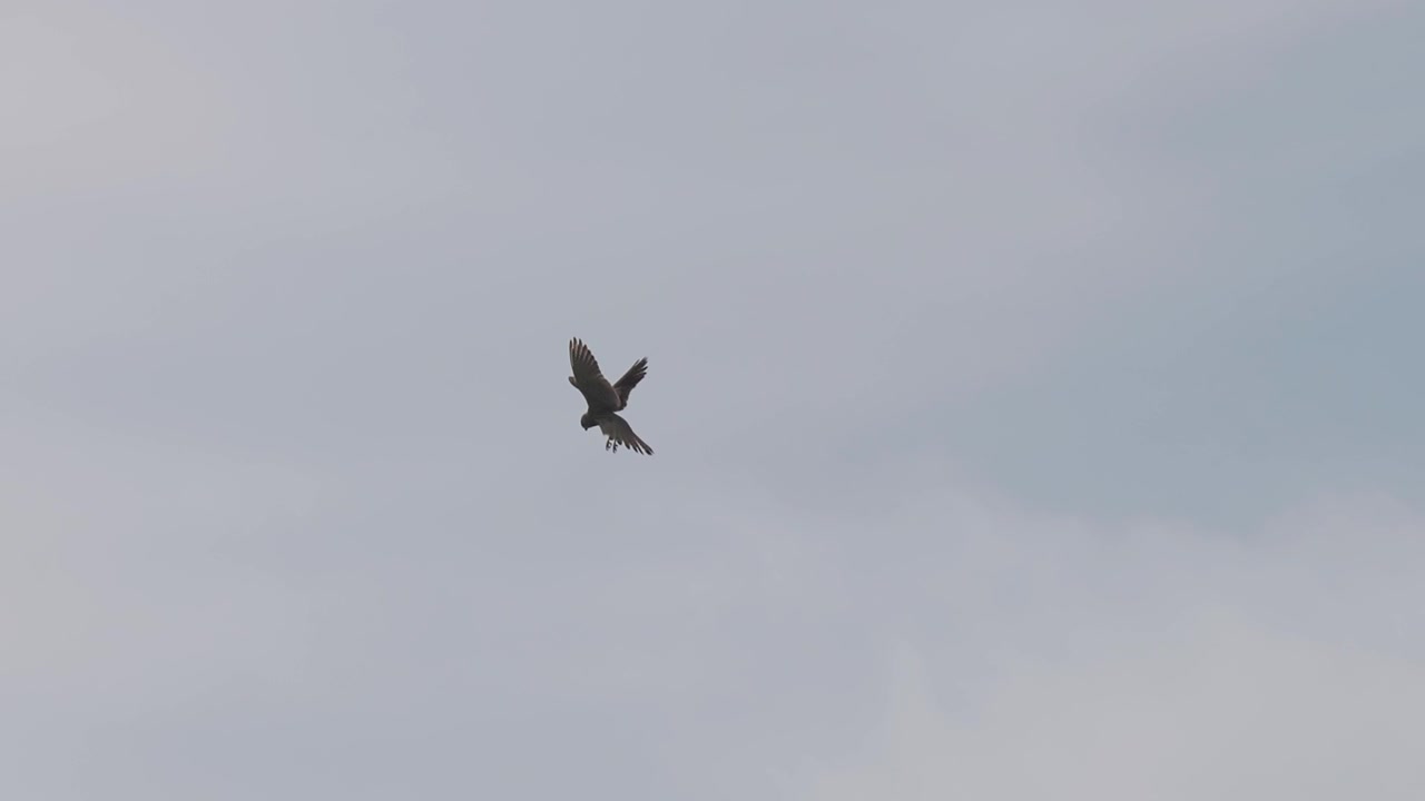 Der Greifvogel schwebt in der Luft, die Flügel schlagen kräftig, während er nach seiner nächsten Mahlzeit sucht