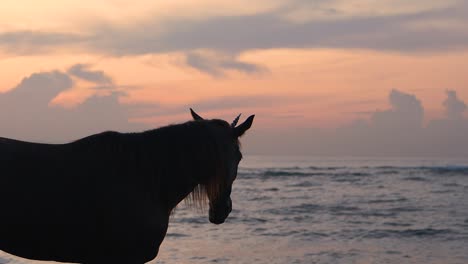 Ancient-unicorn-a-wild-beastly-creature-stands-on-beach-during-magical-sunrise