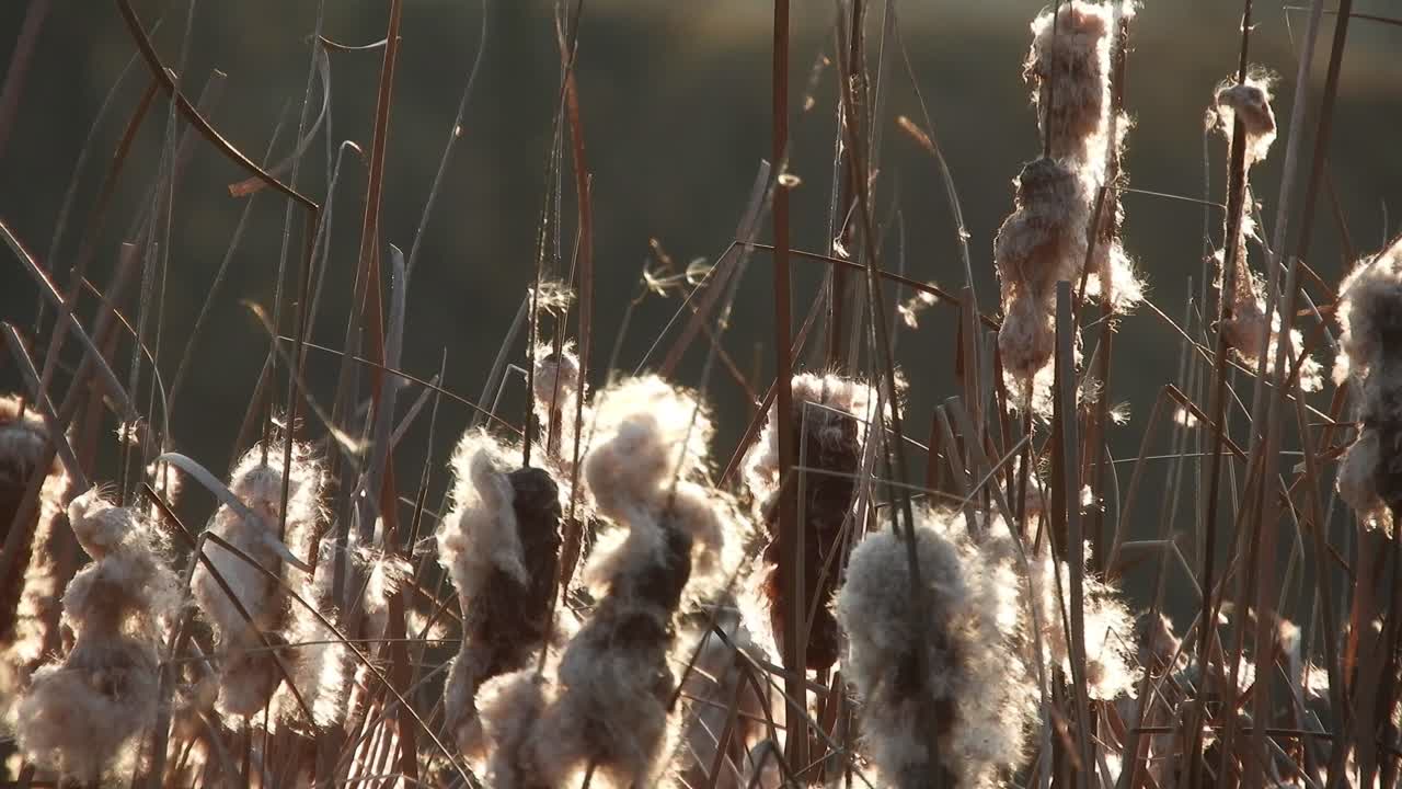 viento que sopla a través de la caña de maza, principios de la temporada de primavera cerca de un río