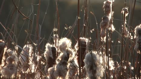 Wind-blowing-through-mace-reed,-early-spring-season-near-a-river