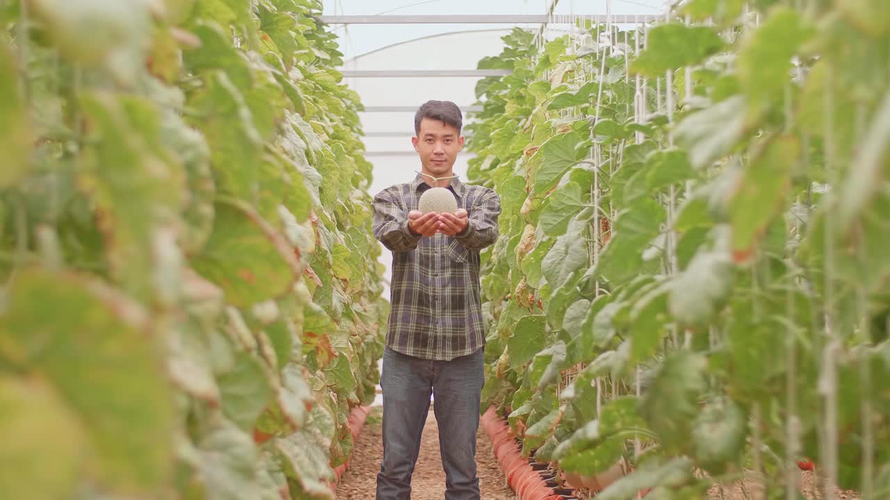 Asian Farmer Holding Melon And Smiles To Camera In Green House Of Melon Farm
