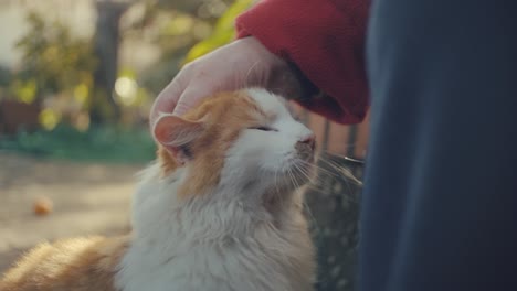 elder woman stroking a cat. shot in slow motion