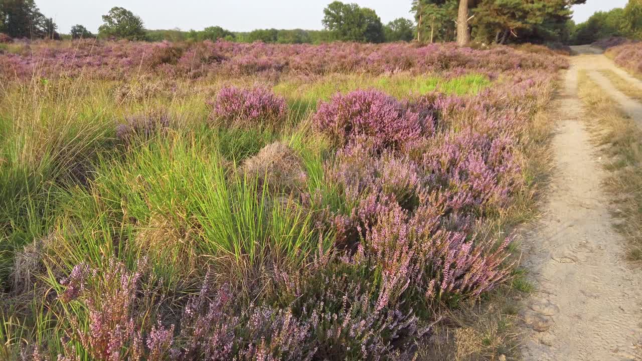 Mor çiçek açan funda tarlasında ağır çekim ve yürüme, De Meinweg Milli Parkı, Hollanda - 4k60p.