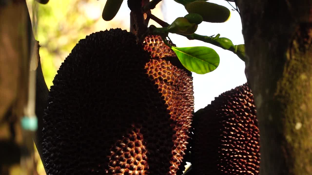 las grandes frutas tropicales de jackfruit marrón crecen maduras en los tallos del árbol de jack de cerca