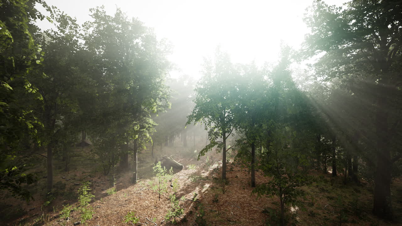 árboles del bosque naturaleza madera verde vista de la luz del sol