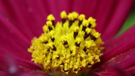 Nahaufnahme-Einer-Kosmos-Gartenblume-Mit-Mit-Pollen-Bedeckten-Staubblättern