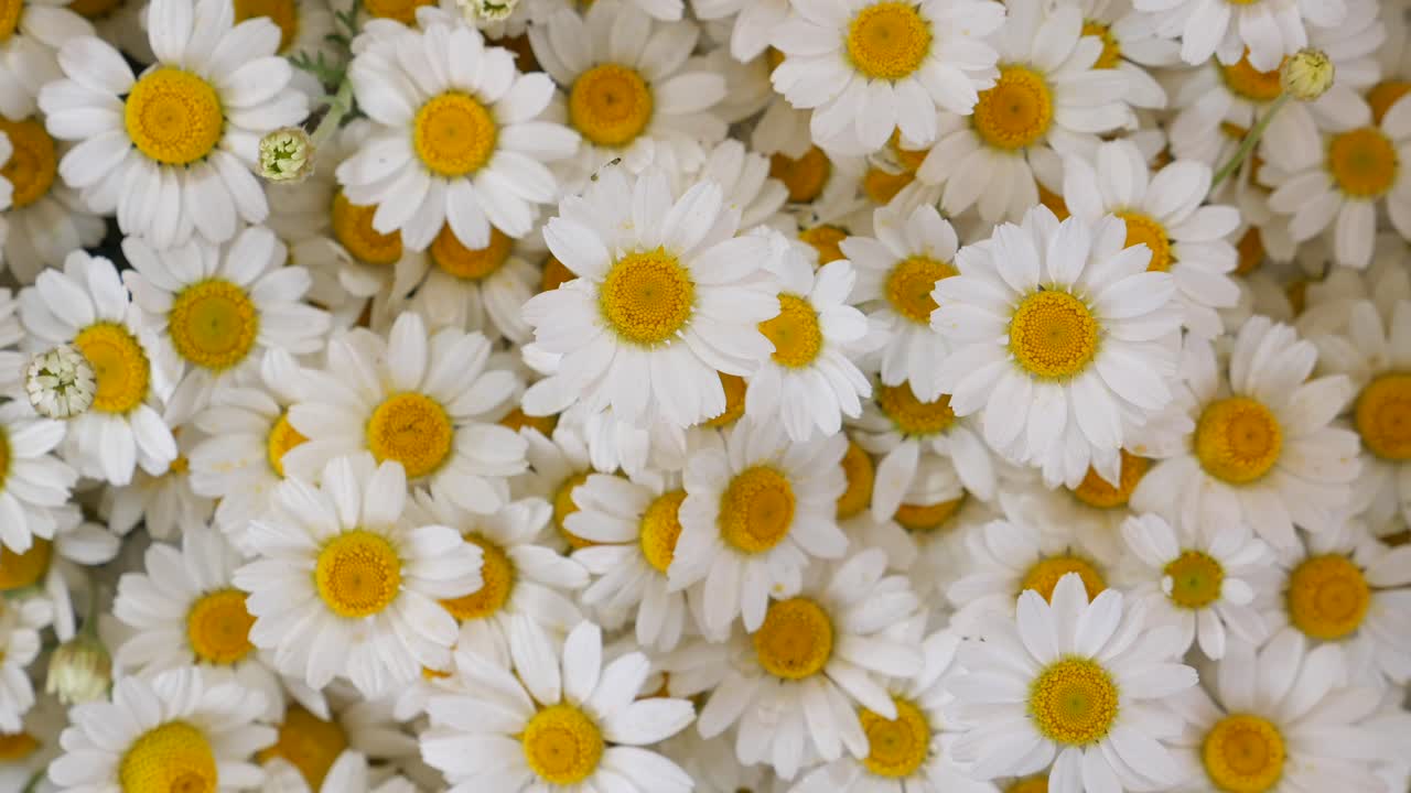 Close-up of Daisies