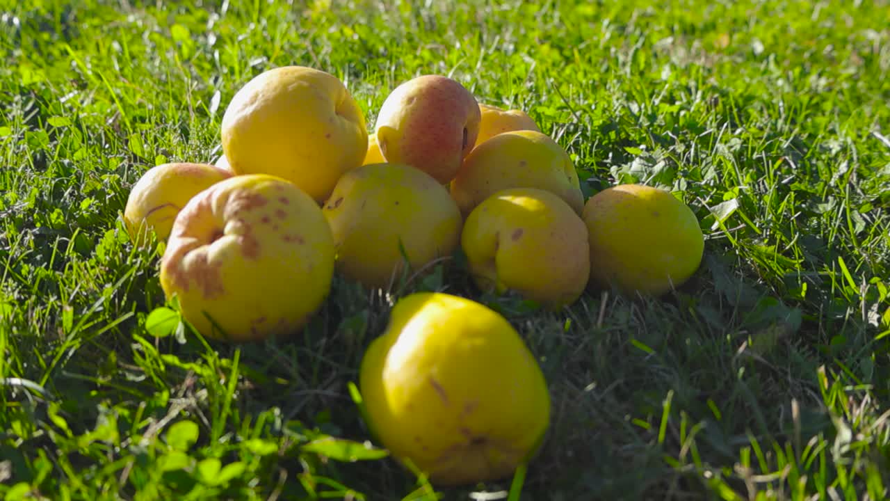 Slowly moving footage of yellow quince fruits piled nicely together on green lawn in 4K on a sunny day in the garden. The sunlight casts a warm glow on unquidonias as they are assembled.