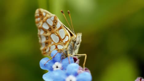 Una-Mariposa-Se-Posa-Elegantemente-Sobre-Una-Flor,-Sumergiéndose-En-Los-Suaves-Rayos-Del-Sol-En-Un-Entorno-Natural-Tranquilo