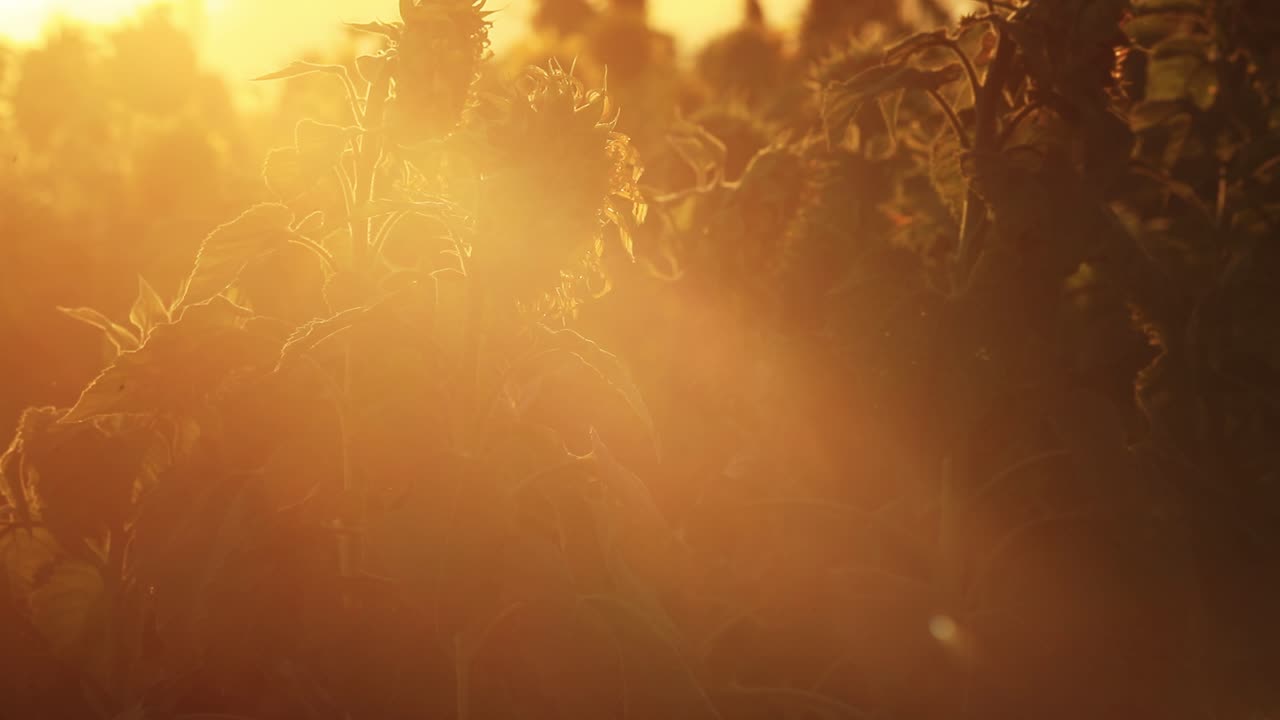 amanecer con el sol de la mañana sobre un campo de girasoles