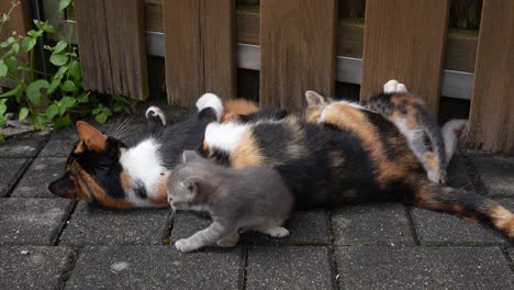 cat, grey kittens newborn are joyfully playing with each other and caring