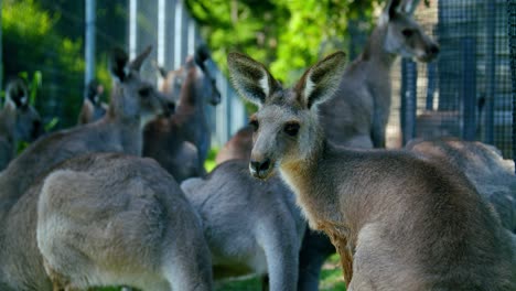 cute small eastern grey kangaroo in amongst a group turns to camera