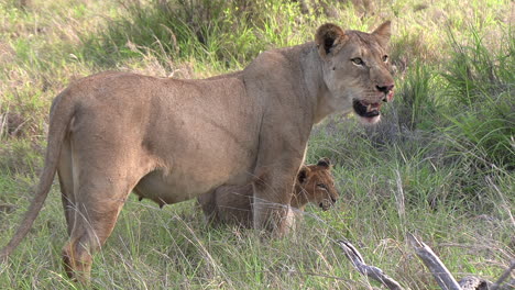an alert lioness stands on guard with her cub at her feet