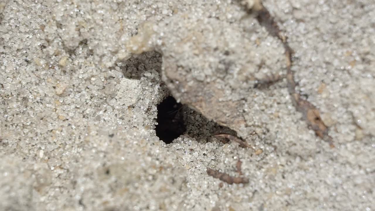 macro en cámara lenta de un pequeño agujero de hormiga en la arena de un pequeño jardín en brasil con hormigas trabajadoras negras caminando y recolectando alimentos y suministros en un cálido día soleado de verano