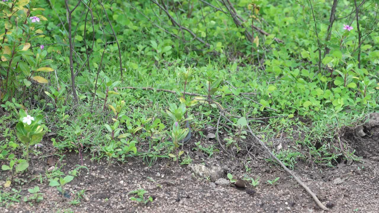 Un curioso serpente arboricolo che striscia nell'erba in cerca di cibo.