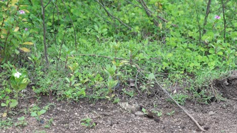 Una-Curiosa-Serpiente-De-árbol-Deslizándose-Por-La-Hierba-En-Busca-De-Comida