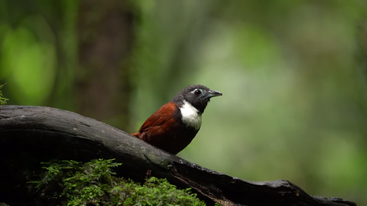 un pequeño pájaro lindo conocido como el balbuceador de boca blanca