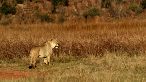 alert lioness standing near tall grass veld scans area for prey, telephoto