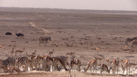 Herde-Springböcke-Und-Einige-Zebras-An-Wasserstelle-In-Trockener-Landschaft,-Mehrere-Individuen-Trinken