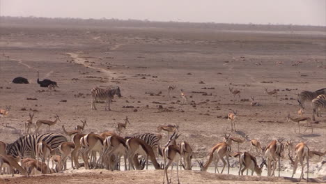 herd of springbok and some zebras at waterhole in dry landscape, several individuals drinking