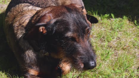 dash hund de pelo de alambre sentado y oliendo en la hierba en un día soleado