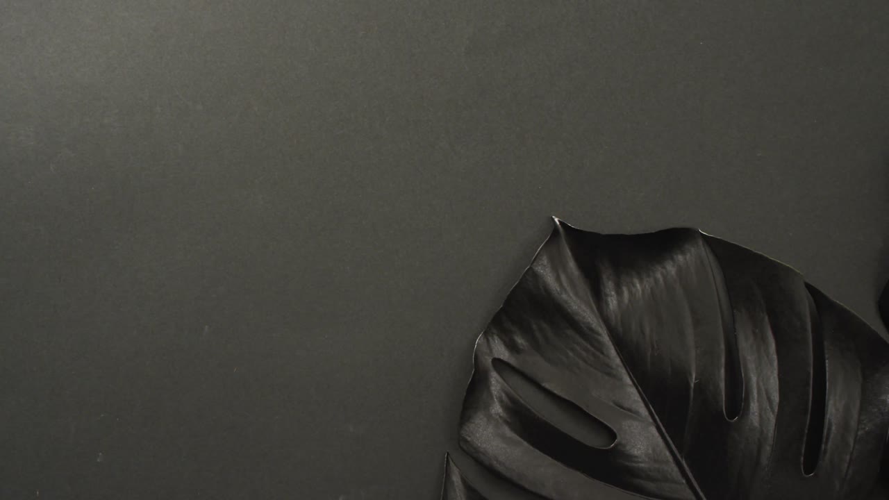 folha de planta de monstera preta em fundo cinza escuro com espaço de cópia