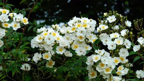 Rosa-“Rambling-Rector”-in-full-bloom-swaying-gently-in-a-breeze