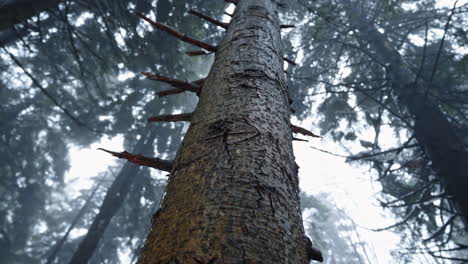 Blick-Nach-Oben-Auf-Einen-Hohen-Baum-In-Einem-Nebligen-Wald-Mit-Ästen,-Die-Sich-Ausstrecken