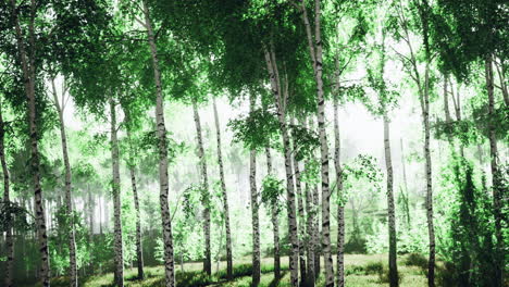 Sunlight filtering through lush green trees in a serene forest setting