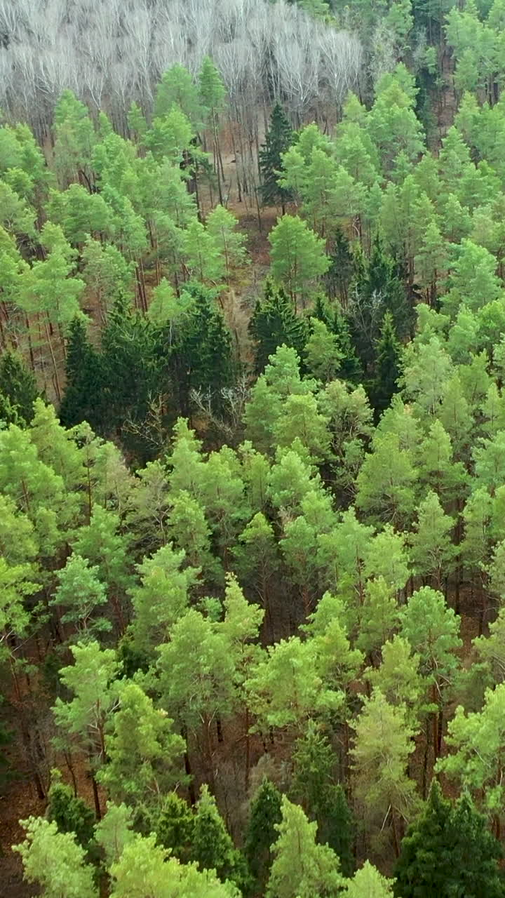 Flying on pine green autumn forest Aerial footage of flying. Flight over treetops in the forest. Vertical video