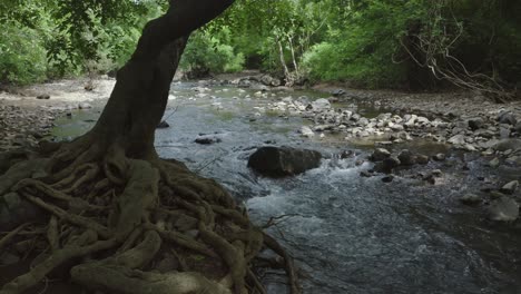 Stream-flowing-through-jungles-for-urban-wilderness