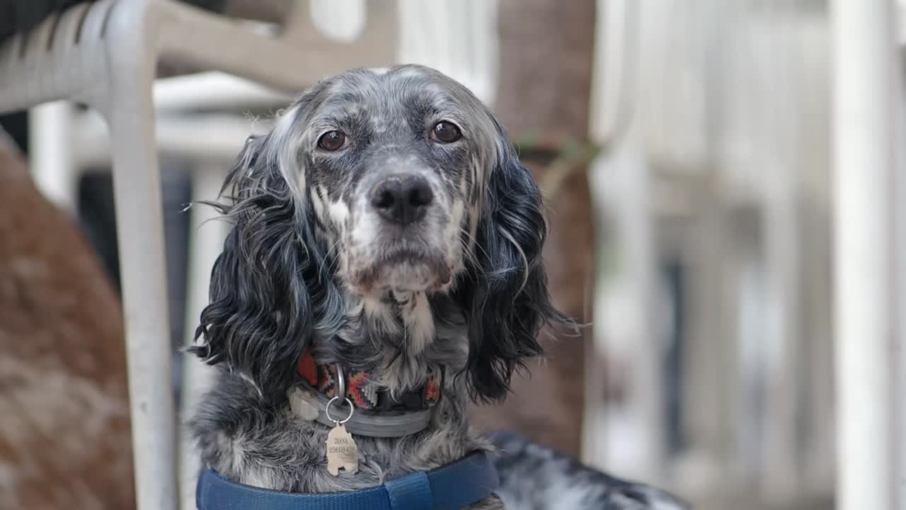 Portrait of an English Setter