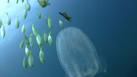 Medusas-De-Caja-Con-Peces-Pequeños-6