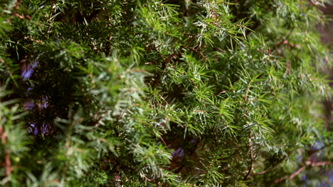 yew bush close-up