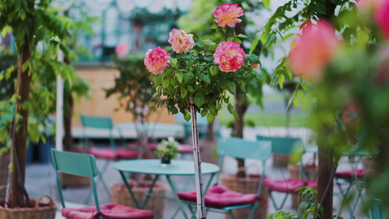 Pink climbing roses in pots at an outside cafe with mint green tables and chairs
