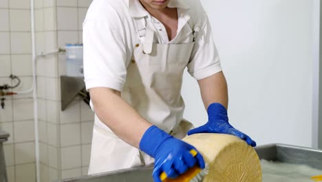 fábrica de quesos de diario: joven fabricante de queso lavando la forma del queso