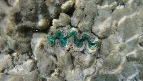 a giant clam on the rocky ocean floor of thailand- underwater shot