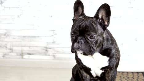 animal dog french bulldog sitting licks its muzzle