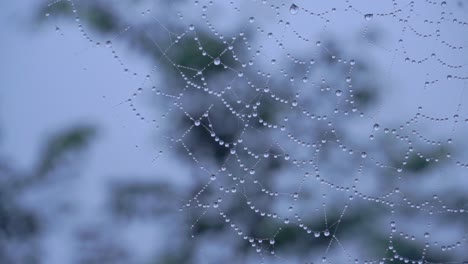 Telaraña-Cubierta-De-Rocío-En-Medio-Del-Bosque-De-Niebla