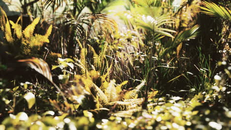 cerrar la hierba y las plantas de la selva