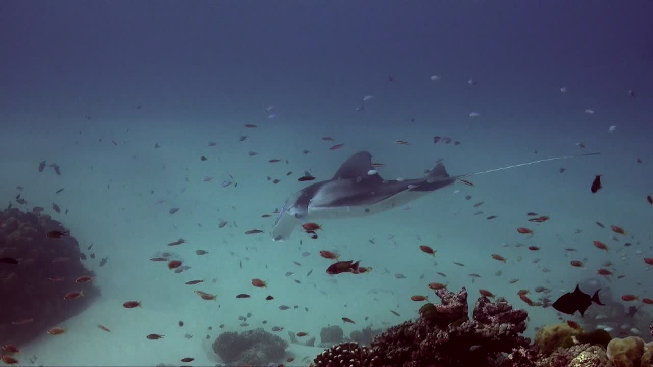 mantarraya nadando sobre el arrecife en la isla de palau
