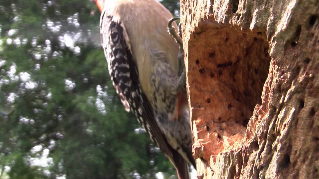 hermosa foto de un pájaro carpintero de vientre rojo llega a su nido con comida para sus crías