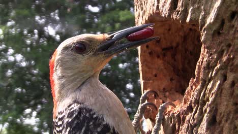 Hermosa-Foto-De-Un-Pájaro-Carpintero-De-Vientre-Rojo-Llega-A-Su-Nido-Con-Comida-Para-Sus-Crías