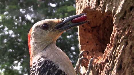 hermosa foto de un pájaro carpintero de vientre rojo llega a su nido con comida para sus crías