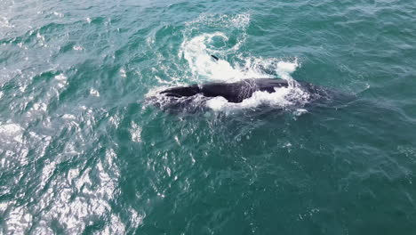 Ballena-Franca-Austral-Pateada-En-La-Cabeza-Por-Su-Vivaz-Cría-Recién-Nacida