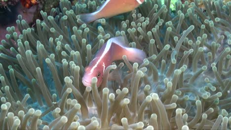 pink skunk anemonefish swimming in sea anemone, close up shot