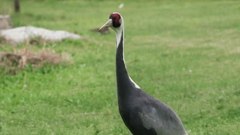 Weißnackenkranich-Zu-Fuß-Auf-Dem-Feld-Mit-Grünem-Gras