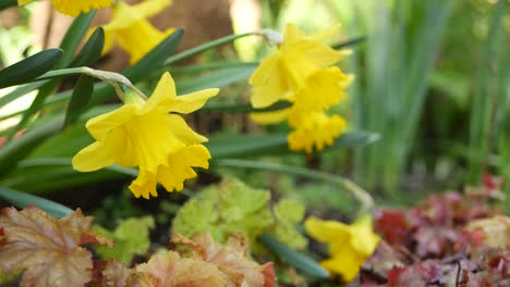 yellow narcissus flower, california usa. daffodil floret springtime bloom, morning forest atmosphere, delicate botanical floral blossom. spring freshness wildflower in wood. seamless loop cinemagraph