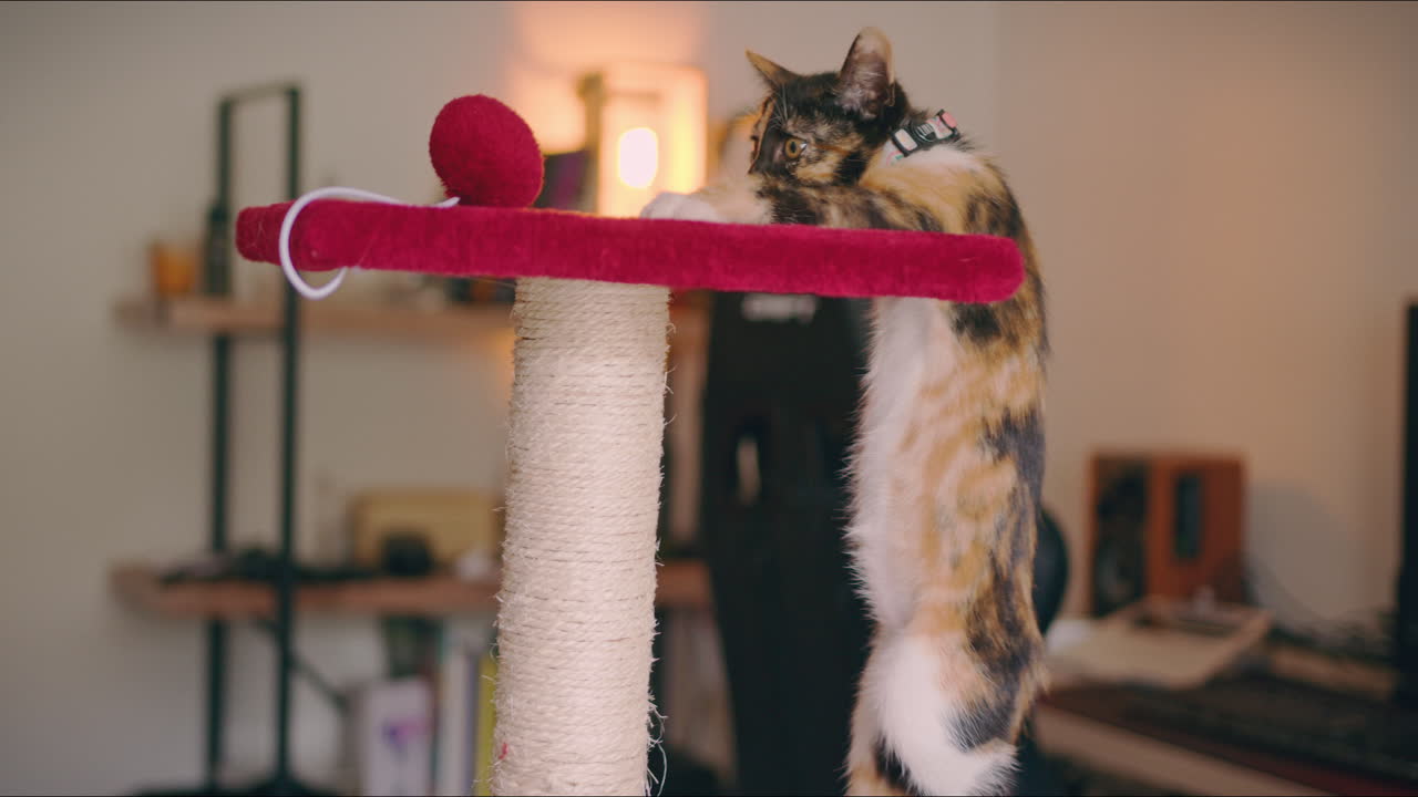 gattino calico gioca con il suo scratching post medio tiro
